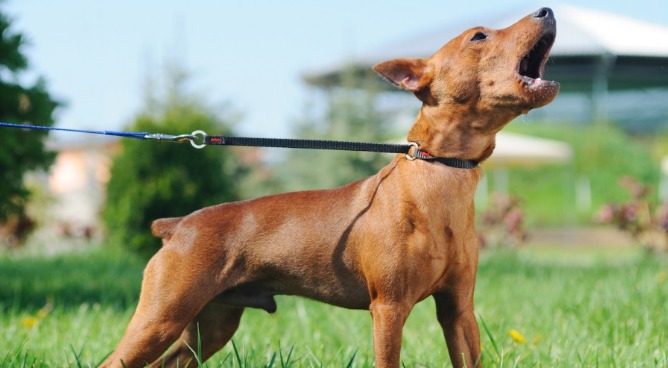 cachorro late muito como parar - Cachorro latindo muito:     O que fazer?