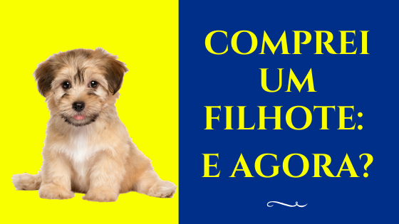 Comprei um filhote: e agora?
