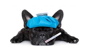 images - Comprei um filhote: e agora?