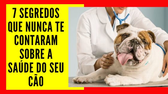 7 Segredos que nunca te contaram sobre a saúde do seu Cão