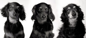 caes de filhote a idoso amanda jones 300x135 - 7 Segredos que nunca te contaram sobre a sa&uacute;de do seu C&atilde;o