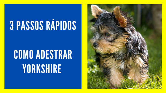 3 Passos Rápidos: Como Adestrar Yorkshire