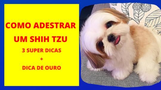Como Adestrar Um Shih Tzu [3 Dicas de Ouro + Dica Bônus]