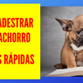 Como Adestrar seu Cachorro 6 Dicas R&aacute;pidas 120x120 - Como Adestrar seu Cachorro  a Sentar
