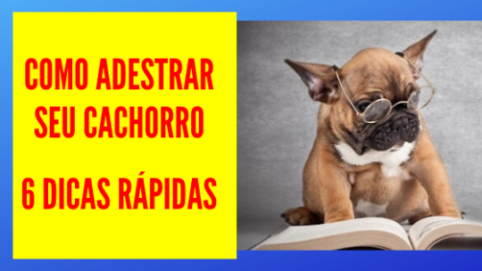 Como Adestrar seu Cachorro- 6 Dicas Rápidas