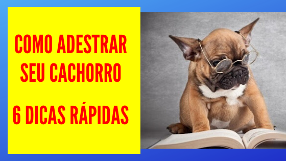 Como Adestrar seu Cachorro- 6 Dicas Rápidas