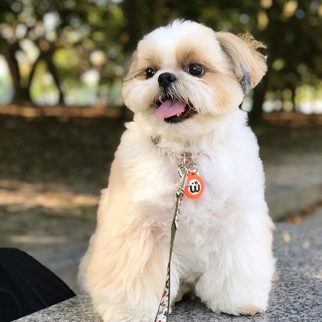 Foto Shih Tzu100 - Como Adestrar Um Shih Tzu [3 Dicas de Ouro + Dica B&ocirc;nus]