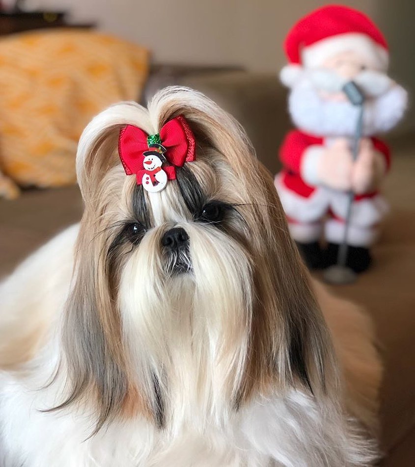 Foto Shih Tzu59 1 - Como Adestrar Um Shih Tzu [3 Dicas de Ouro + Dica B&ocirc;nus]