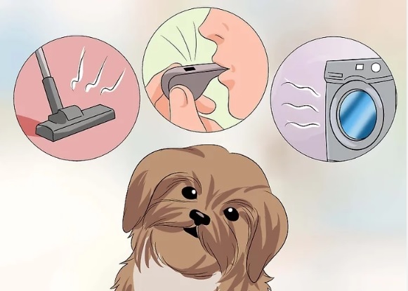 shi 1 - Como Adestrar Um Shih Tzu [3 Dicas de Ouro + Dica B&ocirc;nus]