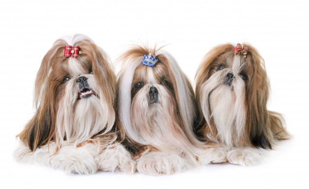 shihtzu em estudio 87557 870 - Como Adestrar Um Shih Tzu [3 Dicas de Ouro + Dica B&ocirc;nus]