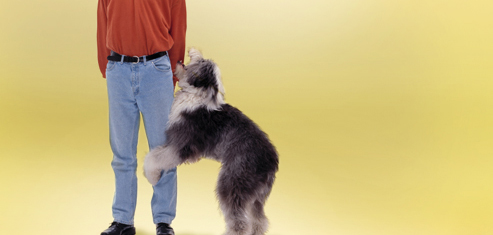 unnamed 1 - Como Adestrar seu Cachorro- 6 Dicas R&aacute;pidas