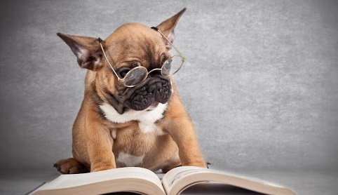 unnamed - Como Adestrar seu Cachorro- 6 Dicas R&aacute;pidas