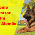 Como Adestrar Um Pastor Alem&atilde;o 120x120 - Pulgas e Carrapatos Como Eliminar [DICA DE OURO]
