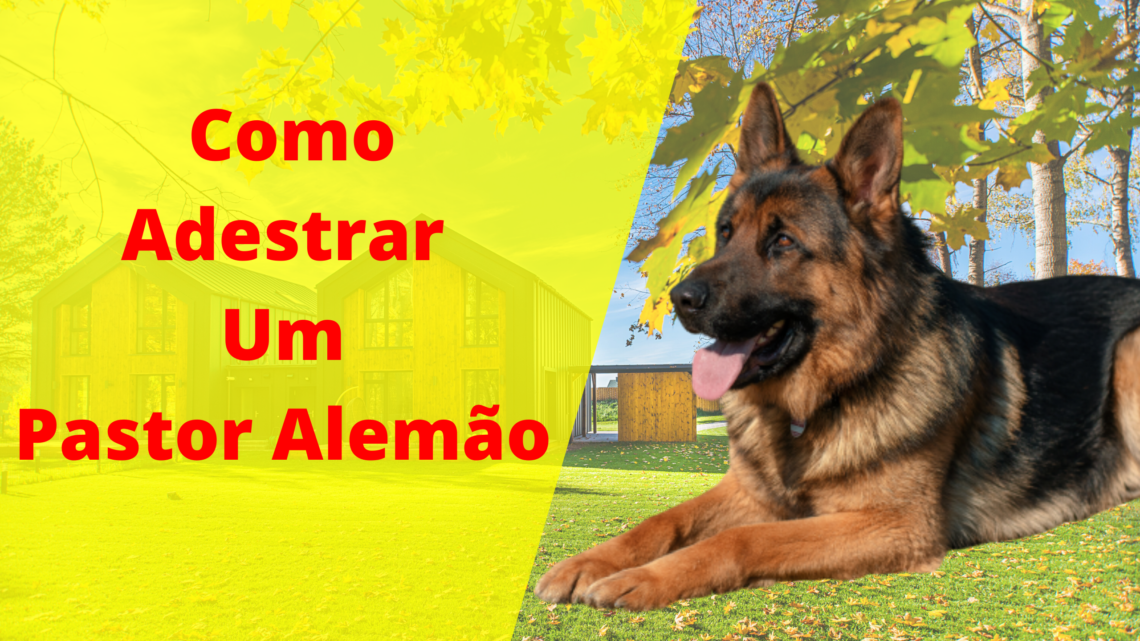 Como Adestrar Um Pastor Alemão [3 Super Dicas + Dica de OURO]