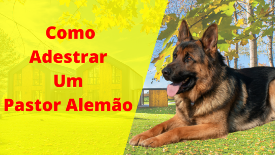 Como Adestrar Um Pastor Alemão [3 Super Dicas + Dica de OURO]