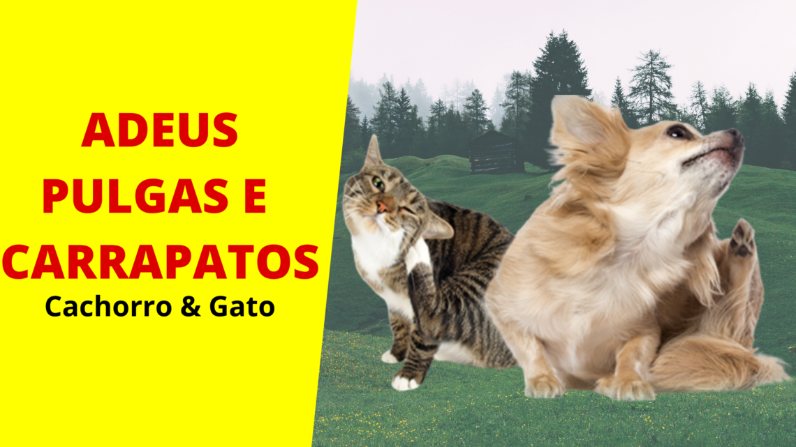 Pulgas e Carrapatos Como Eliminar [DICA DE OURO]