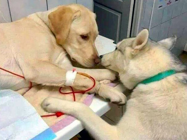 cachorros no hospital - Pulgas e Carrapatos Como Eliminar [DICA DE OURO]