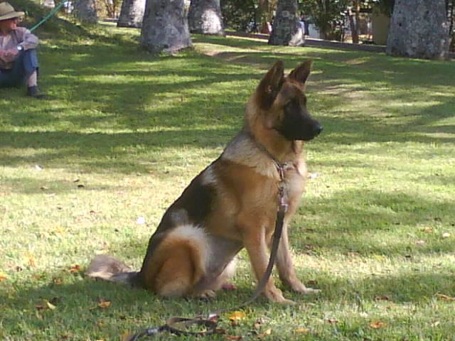 shelby e peter 068 - Como Adestrar Um Pastor Alem&atilde;o [3 Super Dicas + Dica de OURO]