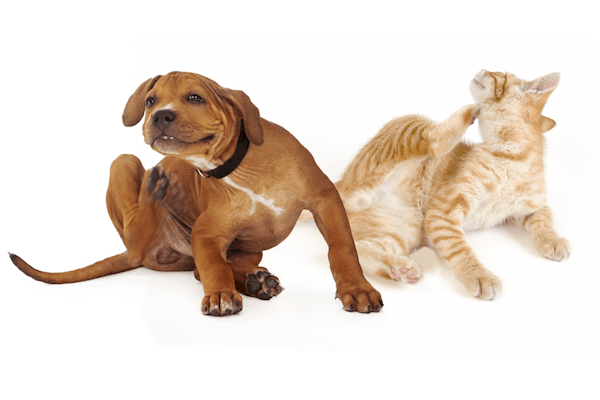 wsi imageoptim Principal 2 - Pulgas e Carrapatos Como Eliminar [DICA DE OURO]