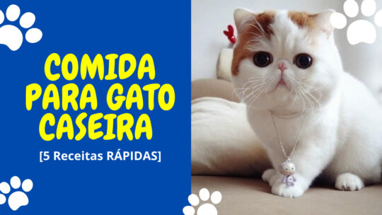 Comida para Gato Caseira [5 Receitas RÁPIDAS]
