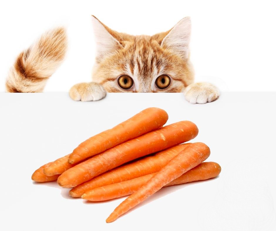 meu gato quer cenoura e normal 22806 orig - Comida para Gato Caseira [5 Receitas R&Aacute;PIDAS]