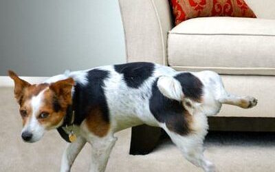 5438981873 d352be920e w 090620201929 400x350 1 edited - Como Adestrar Shih Tzu Filhote - RESOLVIDO