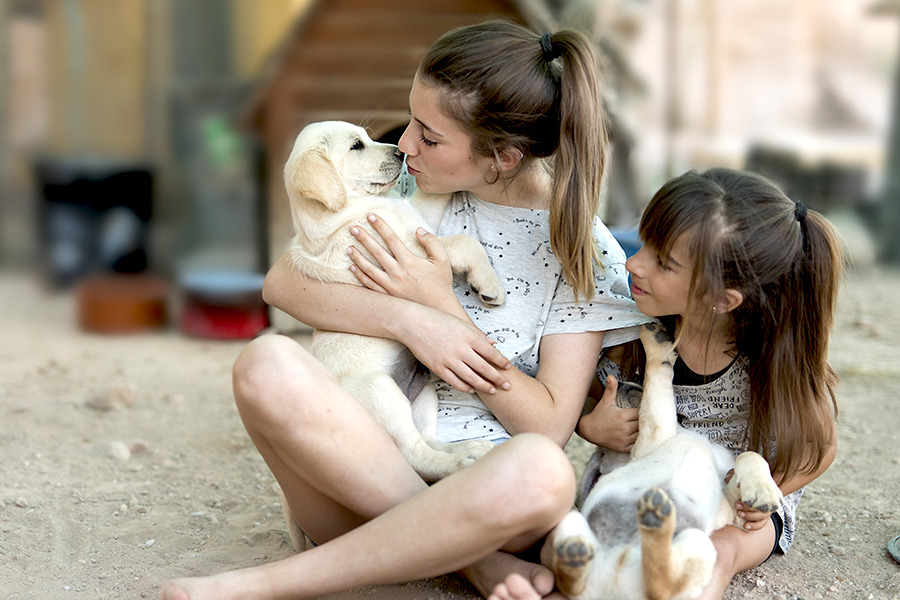 Como Adestrar Shih Tzu Filhote 1 - Como Adestrar Shih Tzu Filhote - RESOLVIDO