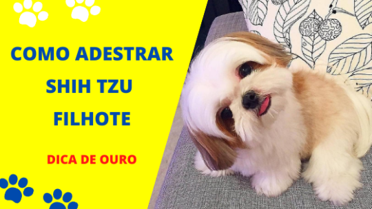 Como Adestrar Shih Tzu Filhote – RESOLVIDO