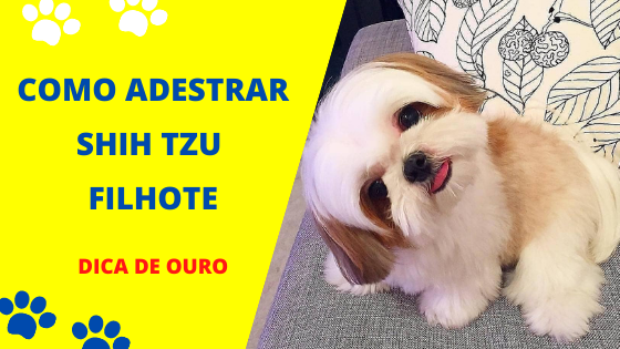Como Adestrar Shih Tzu Filhote – RESOLVIDO