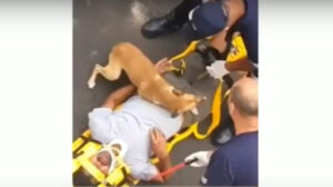 Cachorro se desespera ao ver dono em acidente 1 300x168 - Olha o que o cachorro fez ao ver dono em acidente
