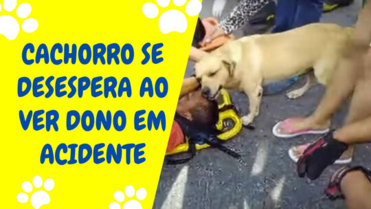 Olha o que o cachorro fez ao ver dono em acidente