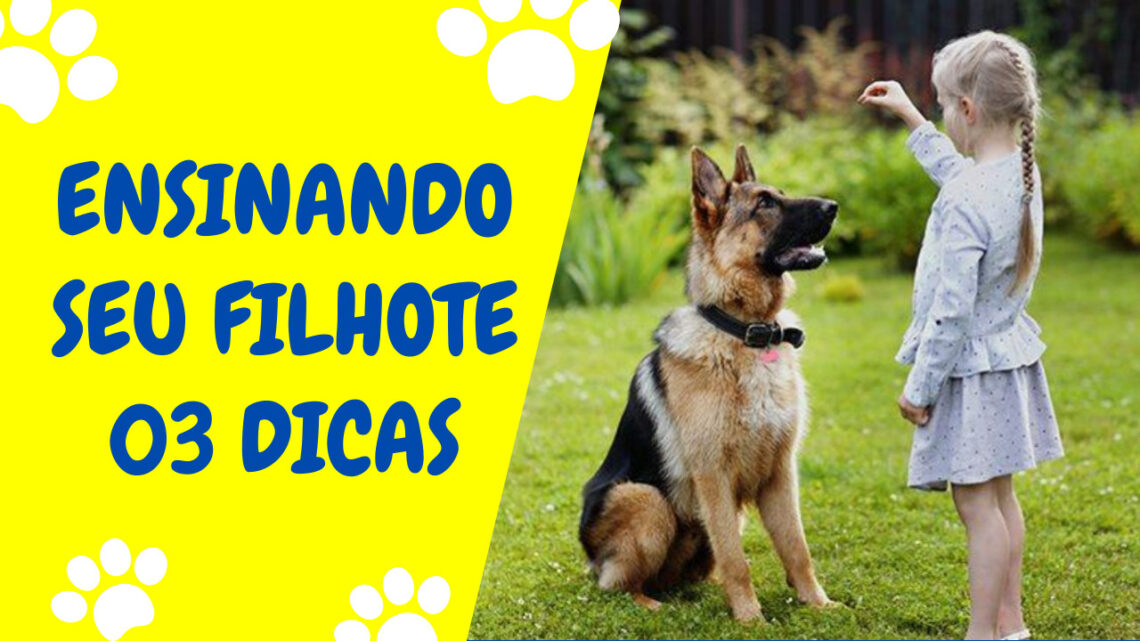 Ensinando seu filhote-3 dicas