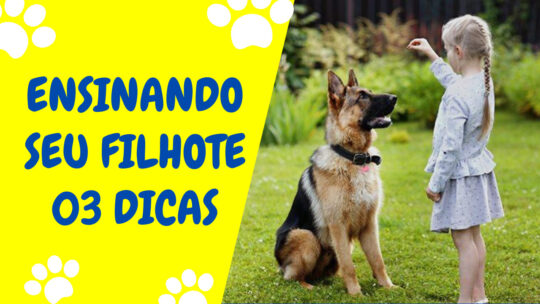 Ensinando seu filhote-3 dicas