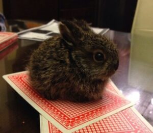 Mini Coelho 300x261 - Olha o Tamanho desses Animais-Voc&ecirc; N&Atilde;O vai acreditar!