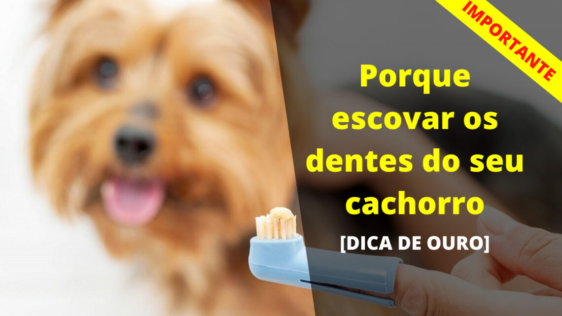 Porque escovar os dentes do seu cachorro? [IMPORTANTE]
